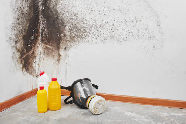 Best Fast Mold Removal  in Hartville, OH