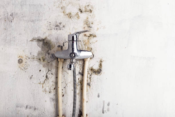 Best Mold Removal Near Me  in Hartville, OH