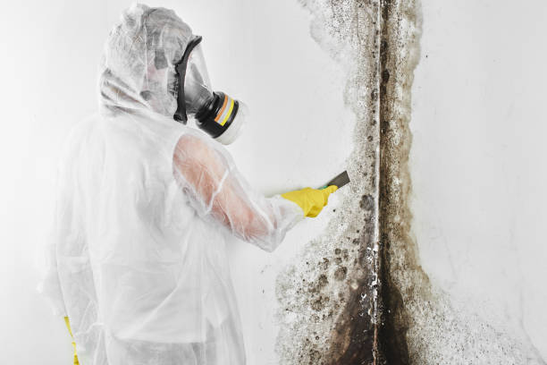 Best Office Mold Removal Services  in Hartville, OH