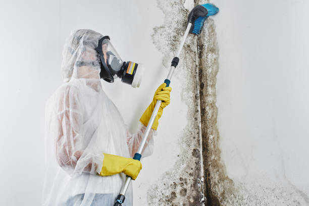 Best Mold Remediation Experts  in Hartville, OH