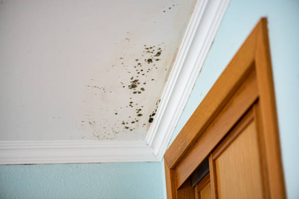 Best Toxic Mold Removal  in Hartville, OH