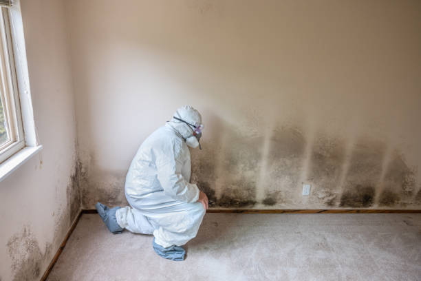 Best Mold Damage Repair  in Hartville, OH