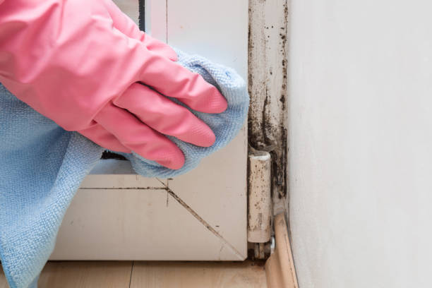 Best Crawl Space Mold Removal  in Hartville, OH